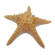 Морская звезда Thorny 12-15''